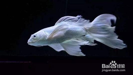 蝴蝶鯉多大開始長尾鰭