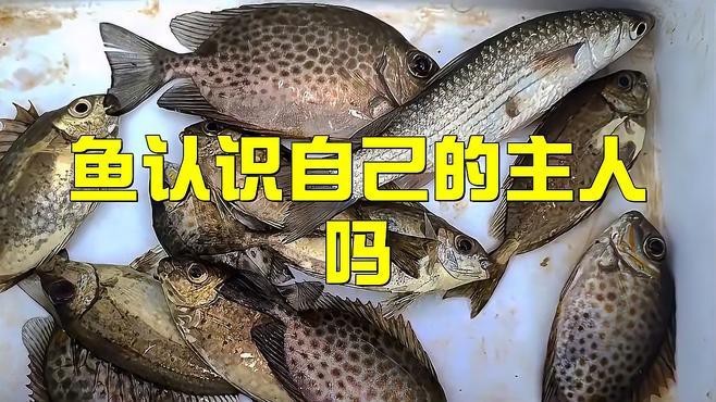 地圖魚養久了會認主人嗎