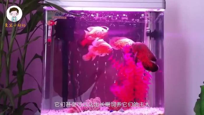 地圖魚養久了會認主人嗎