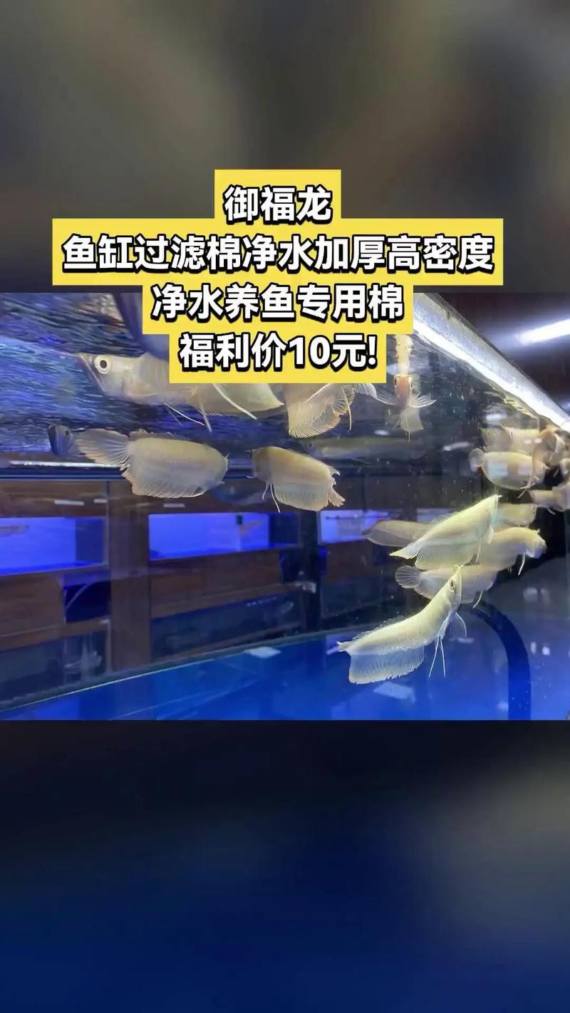 養龍魚過濾材料哪種好些呢