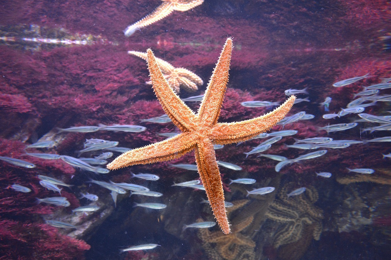 大武口區龍宮水族館 （大武口區龍宮水族館電話）
