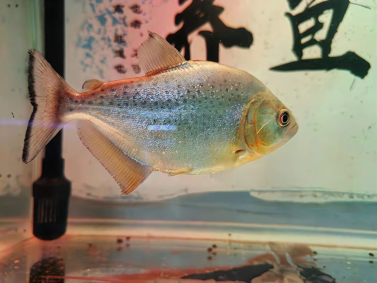 金龍魚幼苗的運輸風險高嗎？