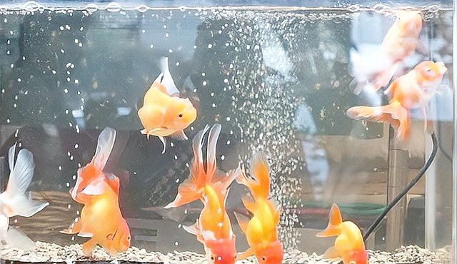 金龍魚幼苗的運輸風險高嗎？