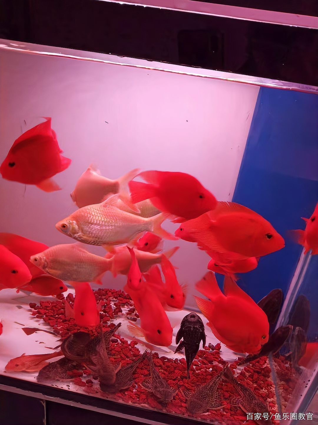 金龍魚幼苗的運輸風險高嗎？