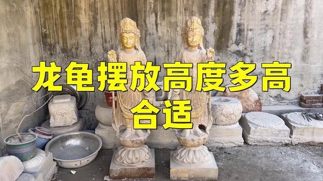 龍龜的最佳擺放高度是多少？