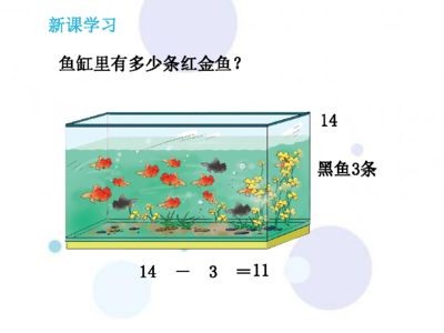 黑魚(yú)的飼養(yǎng)方法：黑魚(yú)的體型和活動(dòng)范圍對(duì)魚(yú)缸大小的需求有很大影響