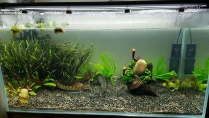 黑魚(yú)的飼養(yǎng)方法：黑魚(yú)的體型和活動(dòng)范圍對(duì)魚(yú)缸大小的需求有很大影響