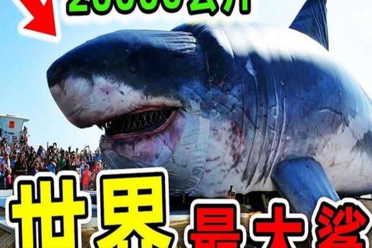 抖音鯊魚爆爆的照片大全大圖