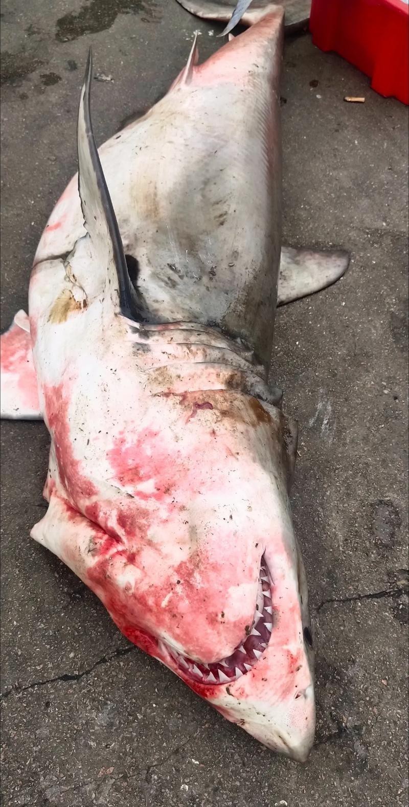 抖音鯊魚爆爆的照片大全大圖