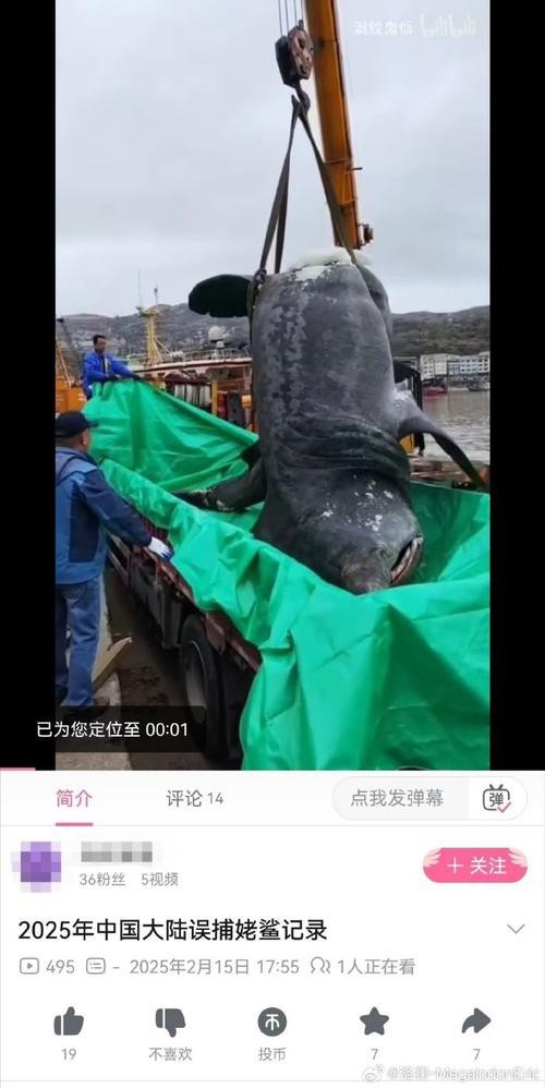 抖音鯊魚爆爆的照片大全大圖