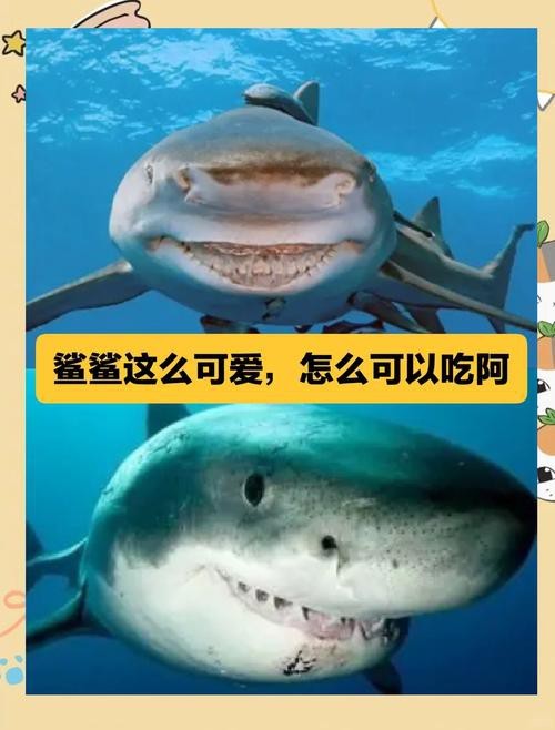 抖音鯊魚爆爆的照片大全大圖