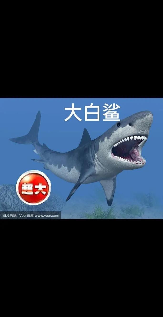 抖音鯊魚爆爆的照片大全大圖
