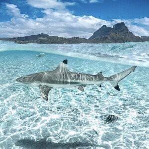 抖音鯊魚爆爆的照片大全大圖