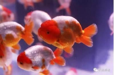 湖南觀賞魚協會官網（湖南省漁業協會組織觀賞魚產業的相關信息：湖南長沙的觀賞魚產業）