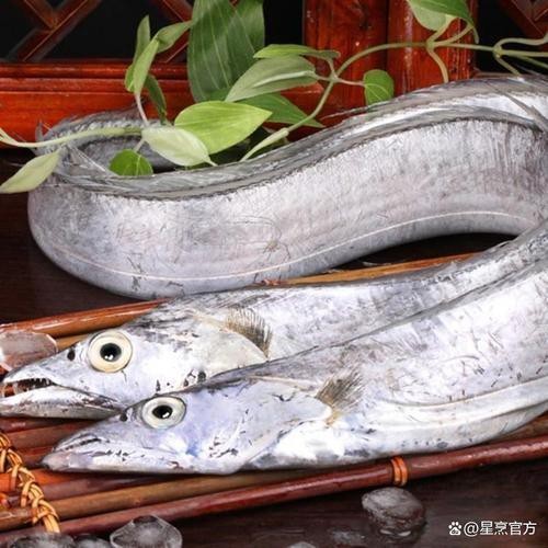 帶魚和刀魚的圖片