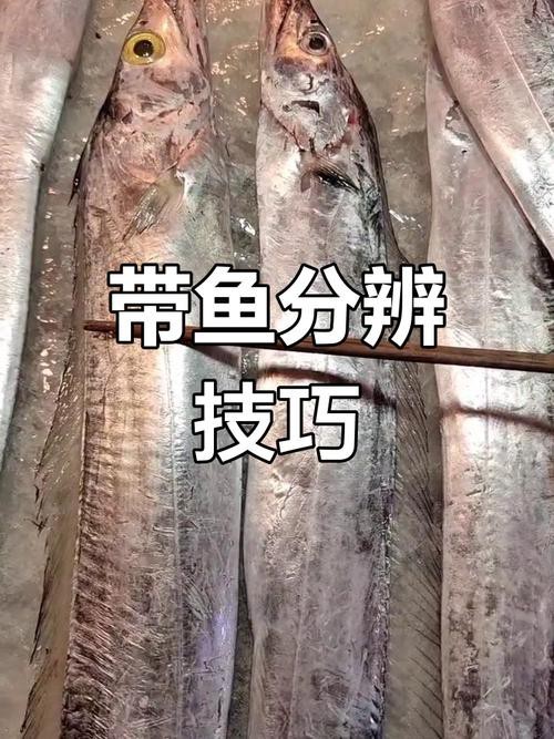 帶魚和刀魚的圖片