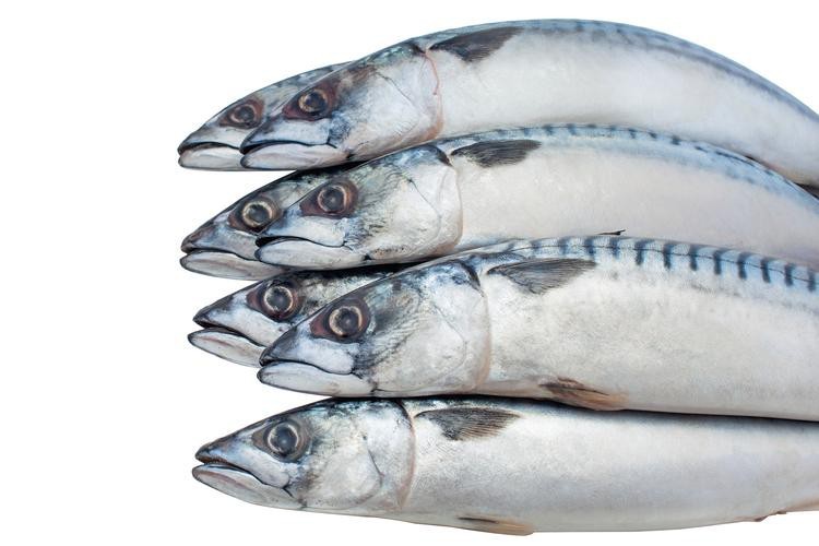 帶魚和刀魚的圖片
