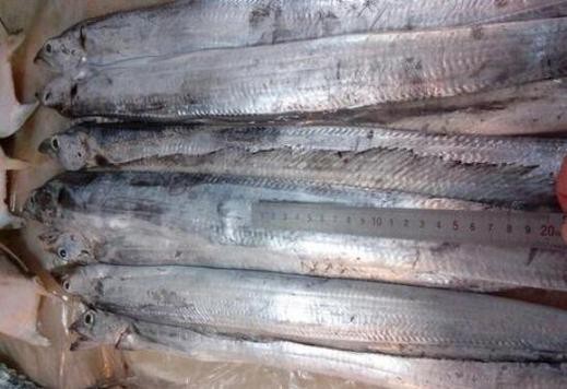 帶魚和刀魚的圖片