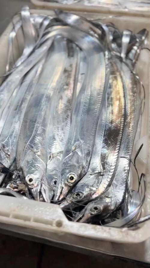 帶魚和刀魚的圖片