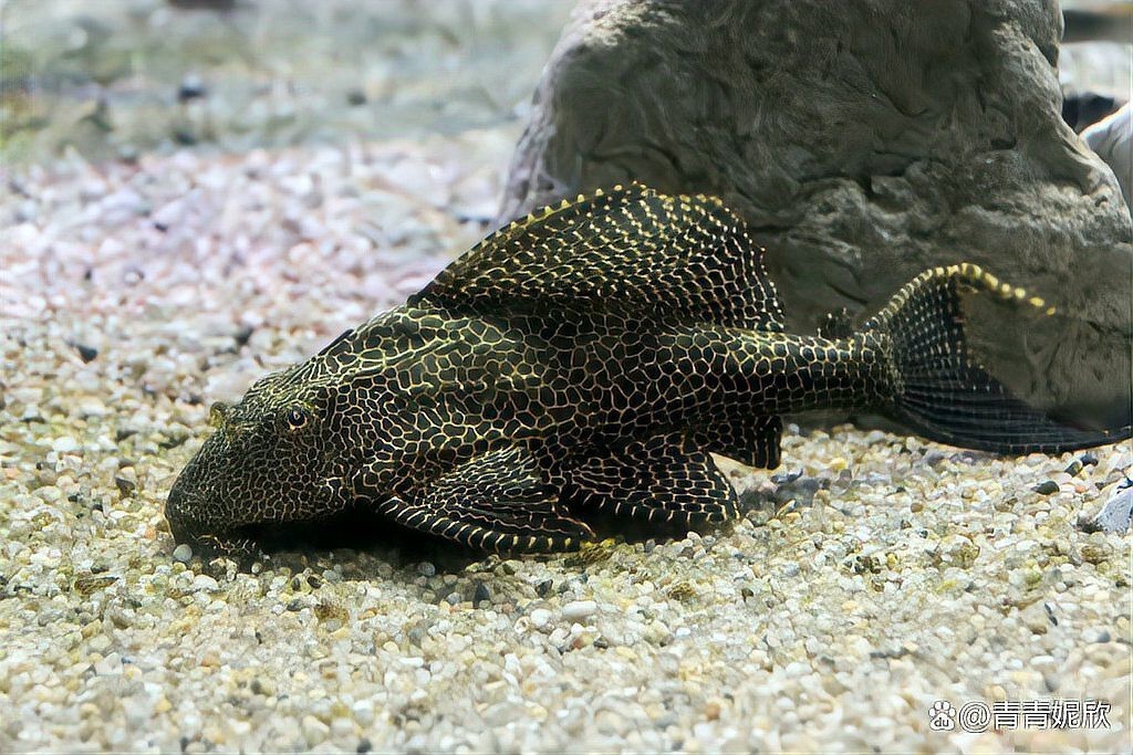 女王魚和清道夫哪個好養