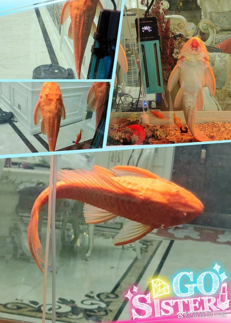 女王魚和清道夫哪個好養