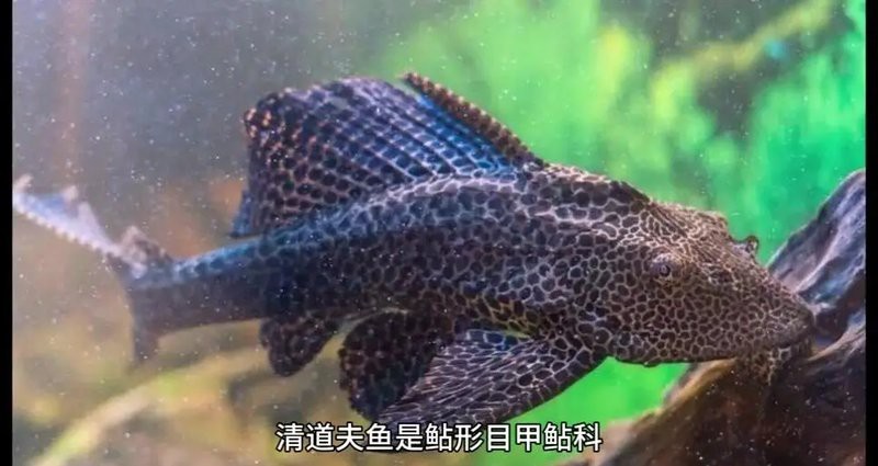 女王魚和清道夫哪個好養
