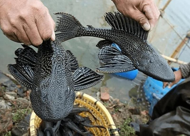 女王魚和清道夫哪個好養