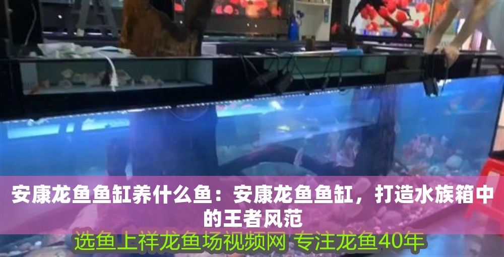 安康龍魚魚缸養什么魚：安康龍魚魚缸，打造水族箱中的王者風范