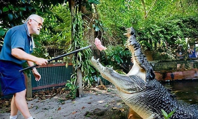 十大鱷魚戰斗力排名
