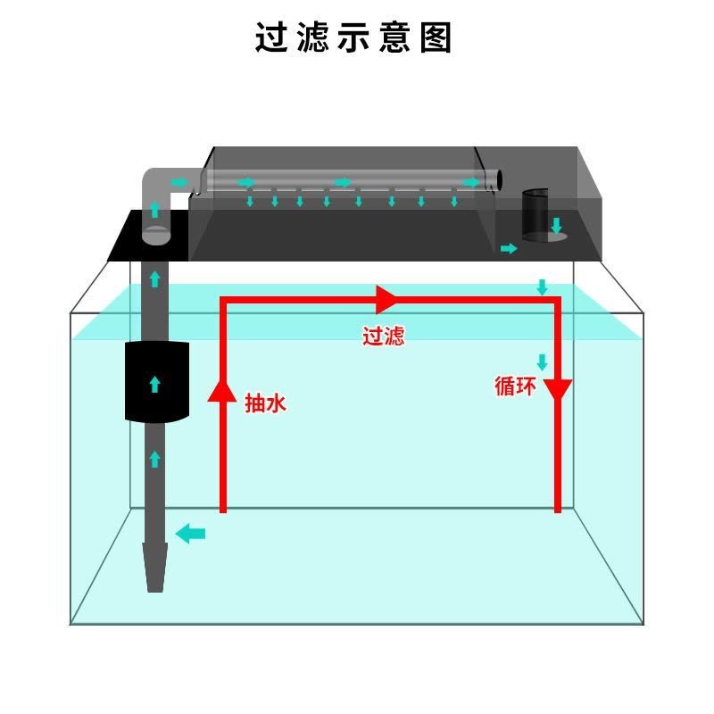 祥龍魚場的超血紅龍魚有哪些獨特品種？，祥龍魚場主打龍魚品種對比表格快速看清各品種發色特點