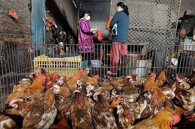 活禽交易平臺app
