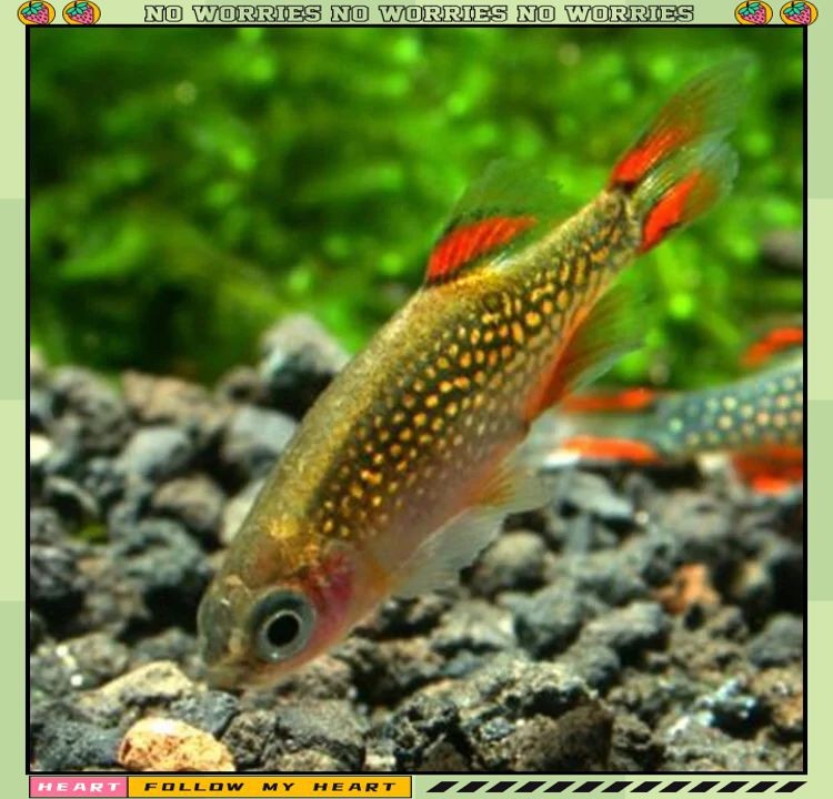 火翅金鉆魚是上層魚嗎