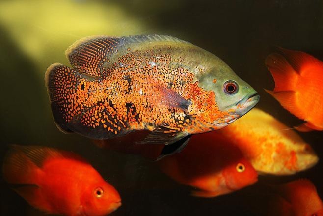 地圖魚不攻擊哪種魚 地圖魚不攻擊哪種魚 龍魚論壇 第2張