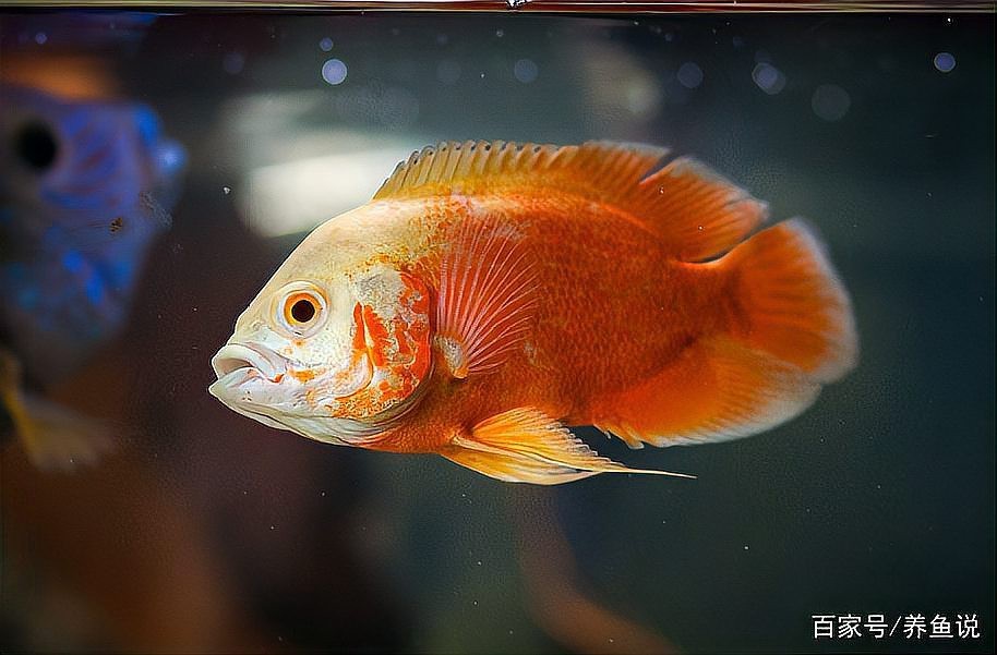 地圖魚不攻擊哪種魚 地圖魚不攻擊哪種魚 龍魚論壇 第5張