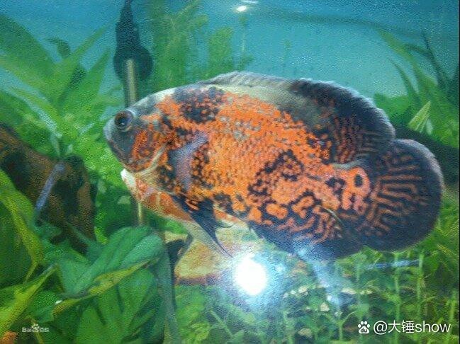 地圖魚不攻擊哪種魚 地圖魚不攻擊哪種魚 龍魚論壇 第3張