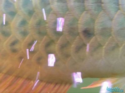 龍魚鱗片小黑點的原因（龍魚身上出現小黑點是怎么回事）