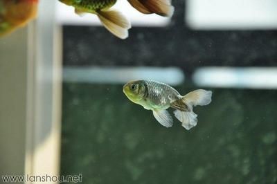魚(yú)缸博士：“魚(yú)缸博士”對(duì)“魚(yú)缸博士”的詳細(xì)介紹：“魚(yú)缸博士”