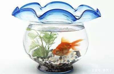 魚(yú)缸博士：“魚(yú)缸博士”對(duì)“魚(yú)缸博士”的詳細(xì)介紹：“魚(yú)缸博士”