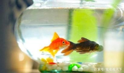 魚缸博士：“魚缸博士”對“魚缸博士”的詳細介紹：“魚缸博士”