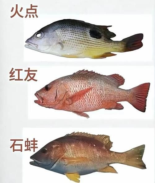 龍魚的飼養方法，關于龍魚的幾個問題