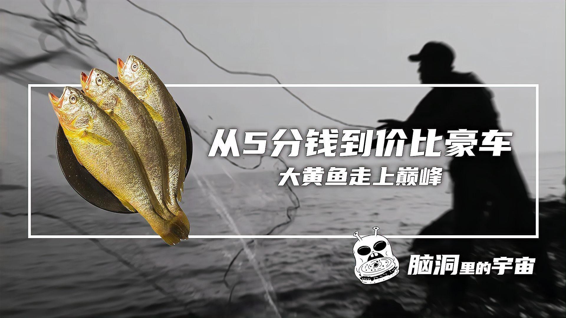 金龍魚膠是什么魚的膠