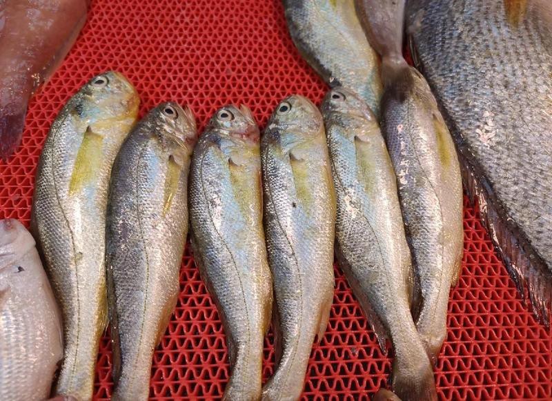 金龍魚膠是什么魚的膠