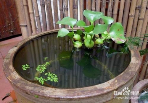 陶瓷魚缸日常維護技巧：陶瓷魚缸日常維護技巧，