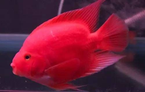 紅財神魚怎么養