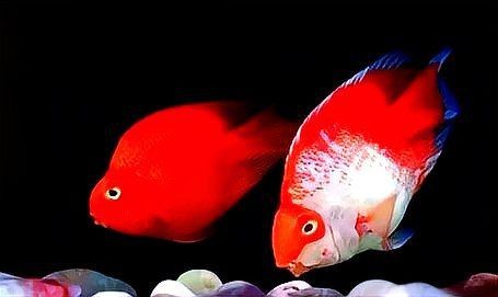 紅財神魚怎么養