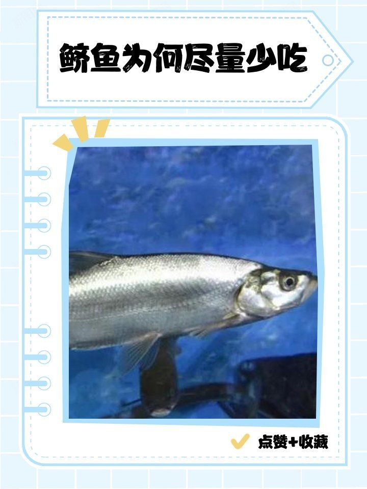 鱭魚為何盡量少吃