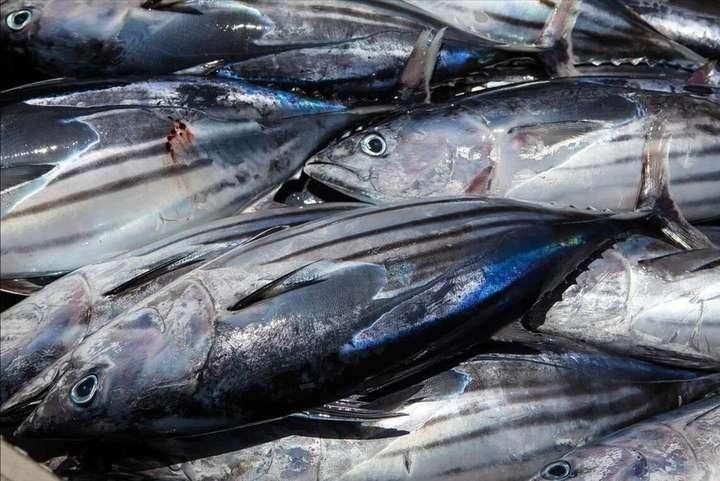 鱭魚為何盡量少吃