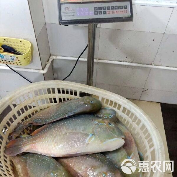 青衣魚價格多少錢一斤