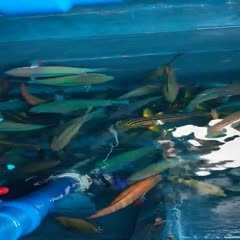 青衣魚價格多少錢一斤