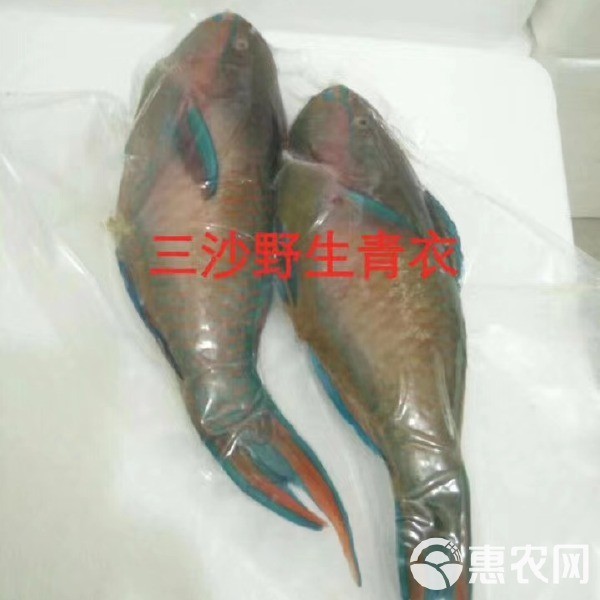 青衣魚價格多少錢一斤